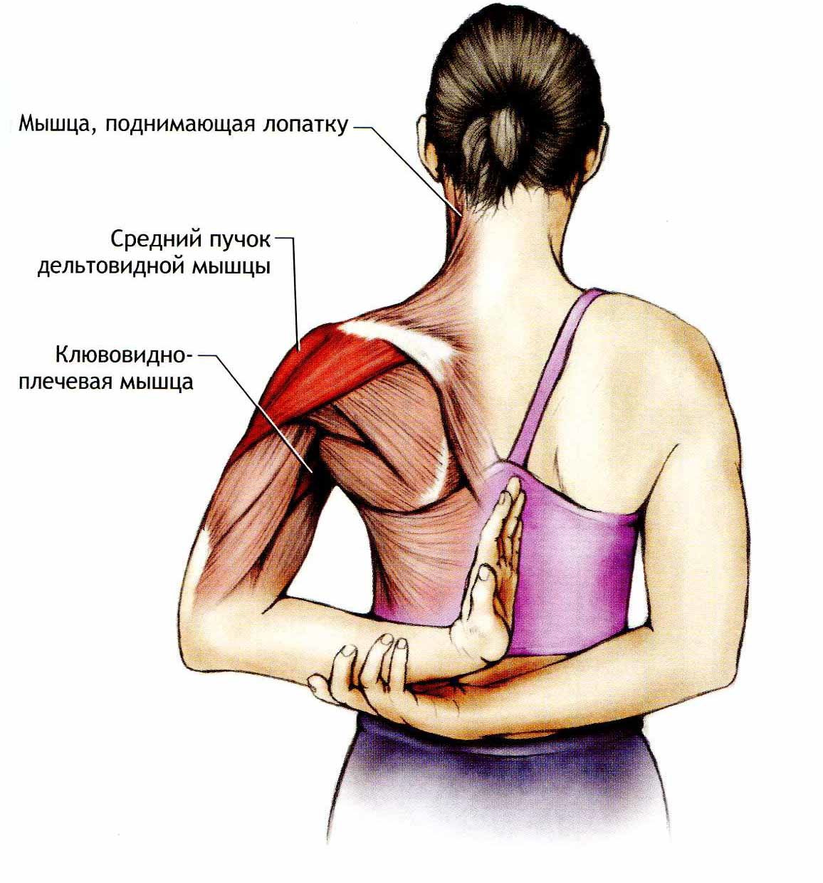 Сильно тянет левый. Верх трапециевидной мышцы. Растяжка трапециевидной мышцы. Мышцы шеи. Мышцы лопаток и плеч.
